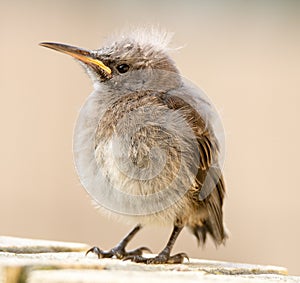 A fledgling Cape Sugarbird waiting to be fed by its parents