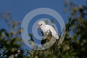 Fledgling Cattle Egret perched high in a treetop