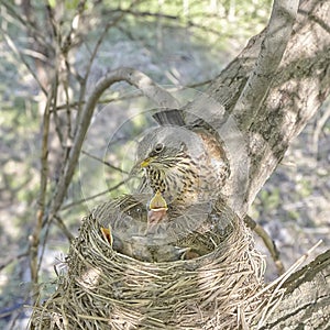 Fledgling chicks Song thrush sitting in nest, life nest with chicks in the wild