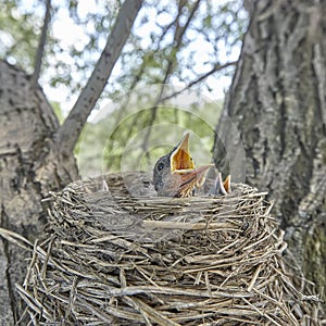 Fledgling chicks Song thrush sitting in nest, life nest with chicks in the wild