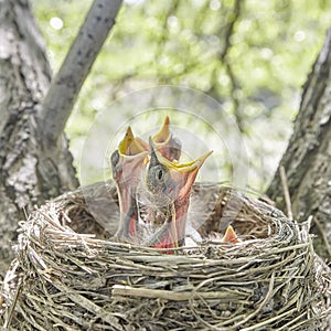 Fledgling chicks Song thrush sitting in nest, life nest with chicks in the wild