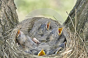 Fledgling chicks Song thrush sitting in nest, life nest with chicks in the wild