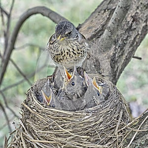 Fledgling chicks Song thrush sitting in nest, life nest with chicks in the wild photo