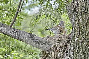 Fledgling chicks Song thrush sitting in nest, life nest with chicks in the wild