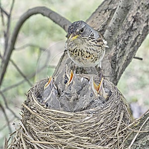 Fledgling chicks Song thrush sitting in nest, life nest with chicks in the wild