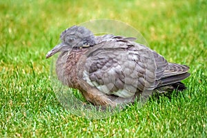 Fledgling Common Woodpigeon - Columba palumbus