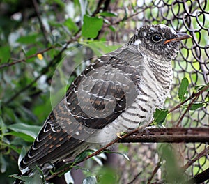 Fledgling cuckoo photo