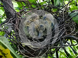 Fledgling of Eurasian collared dove