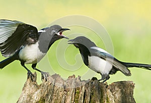 Fledgling European Magpie (pica pica)