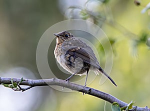 Fledgling European robin bird perching on a tree branch with blur background