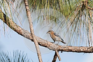 Fledgling Female eastern bluebird Sialia sialis