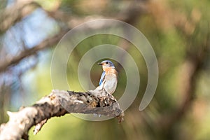 Fledgling Female eastern bluebird Sialia sialis