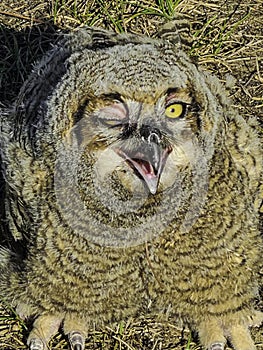 Fledgling great horned owl winking and mouth open.