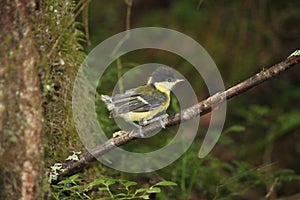 Fledgling of the Great Tit bird in the forest