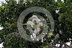 Fledgling Great White Egrets perched in a tree top