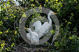 Fledgling Great White Egrets in their treetop nest