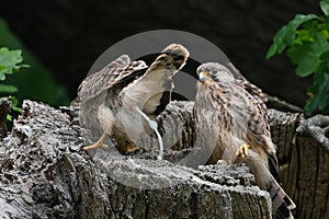 Fledgling kestrel defecate  out of nest