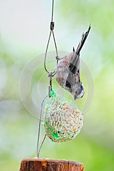 Fledgling long-tailed tit feeding on a ball of fat photo