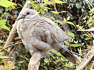 Fledgling looking wary.