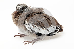 Fledgling pigeon photo