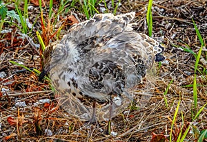 Fledgling Ring-billed Gull in Summer