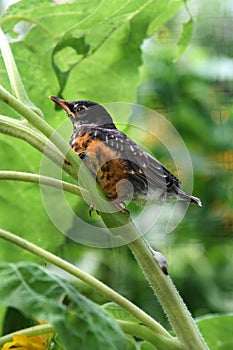 A fledgling robin rests on a multi-branched sunflower plant