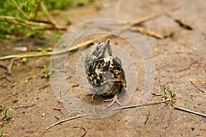 Fledgling robin sitting on a path