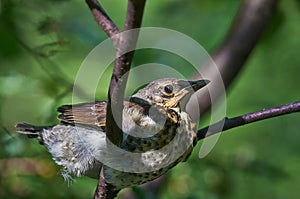 Fledgling Song Thrush.