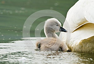 A fledgling of a swan, just slipped swims near the mother in the lake