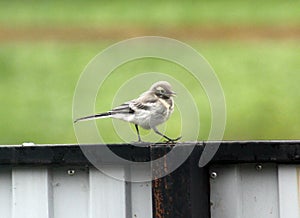 Fledgling of a white wagtail