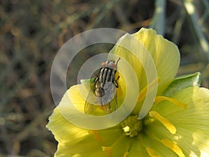 Flee attracted by yellow flower with blurry bacground