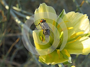 Flee attracted by yellow flower with blurry background