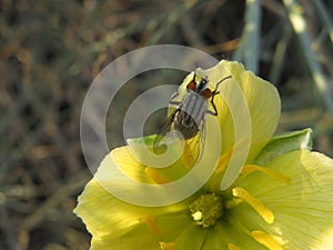 Flee attracted by yellow flower with blurry background