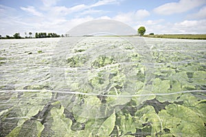 Fleece-covered crops