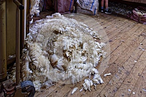 A fleece is on the floor of the shearing shed waiting to be bailed