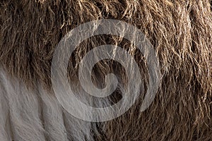 Fleece white and brown,Close up of fleece, exture background photo
