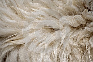Fleece white,Close up of fleece, exture background photo