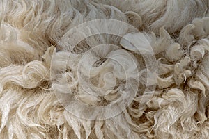 Fleece white,Close up of fleece, exture background photo