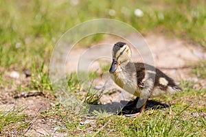 Fleecy ducklings