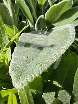 Fleecy leaves grow in the garden