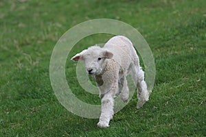 A Fleecy Little Lamb Playing in a Pasture in Spring