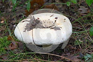 Fleecy milk-cap fungus Lactifluus vellereus