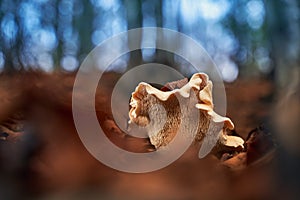 Fleecy milk-cap mushroom or lactifluus vellereus in an autumn forest