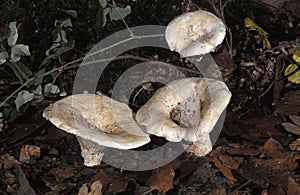 FLEECY MILKCAP lactarius vellereus, NORMANDY IN FRANCE