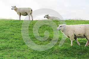 Fleecy sheeps on a green