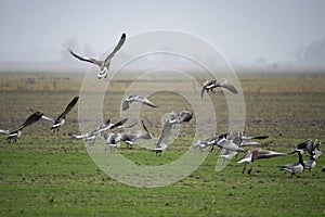 Fleeing  Barnacle geese on the North sea island of Pellworm