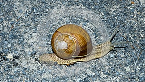 Fleeing snail across the forest road