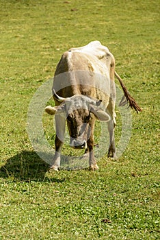 Flees on cow at alpine pasture, Cainallo Alp, Italy