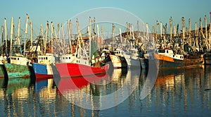 A Fleet of Docked Shrimp Boats