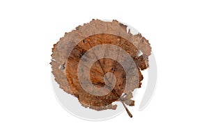 Fleeting Beauty: Brown Leaves on White Background - Symbolic of Transience